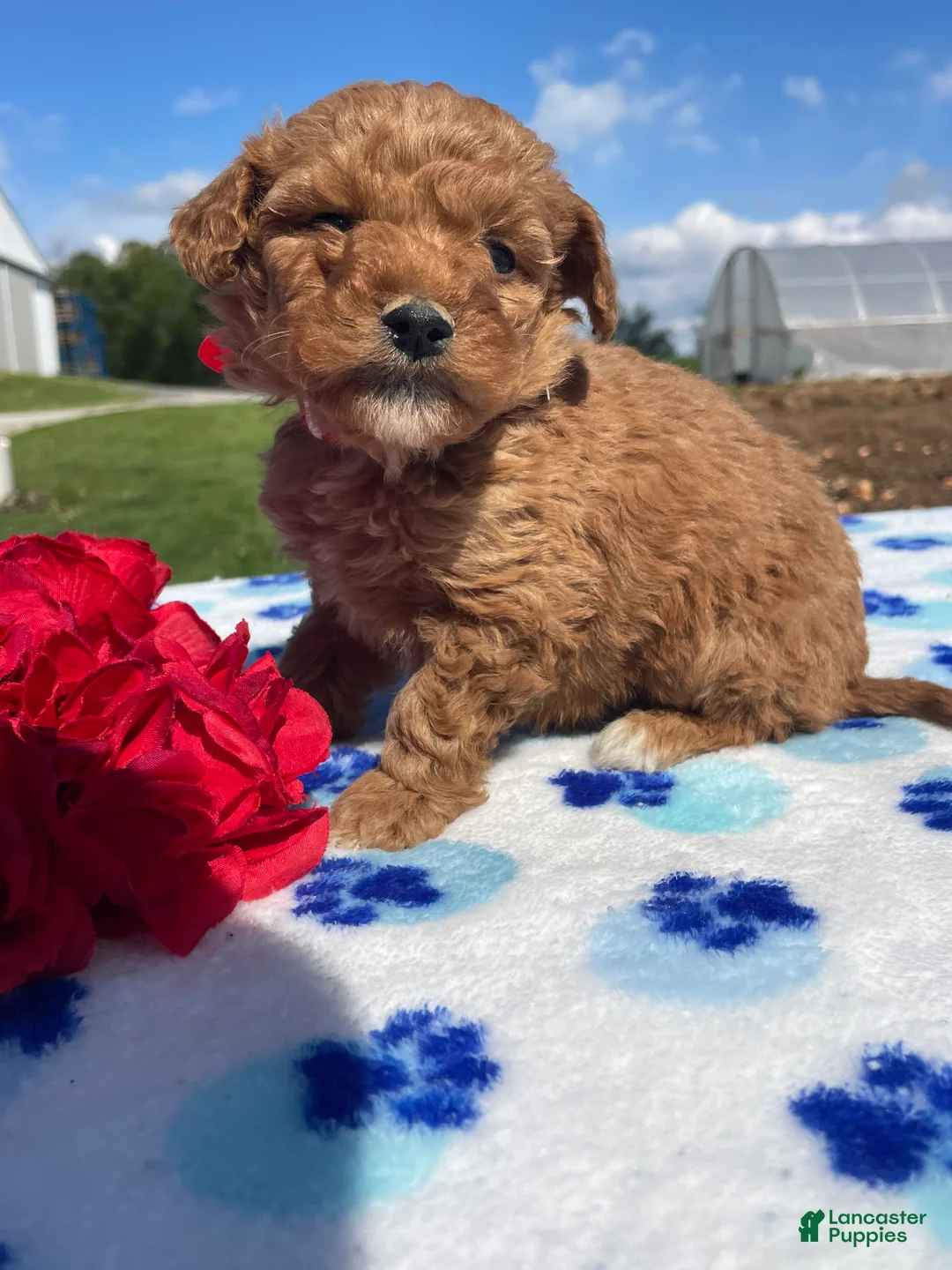 Miniature Poodle dogs for sale: Monty - Ad 4