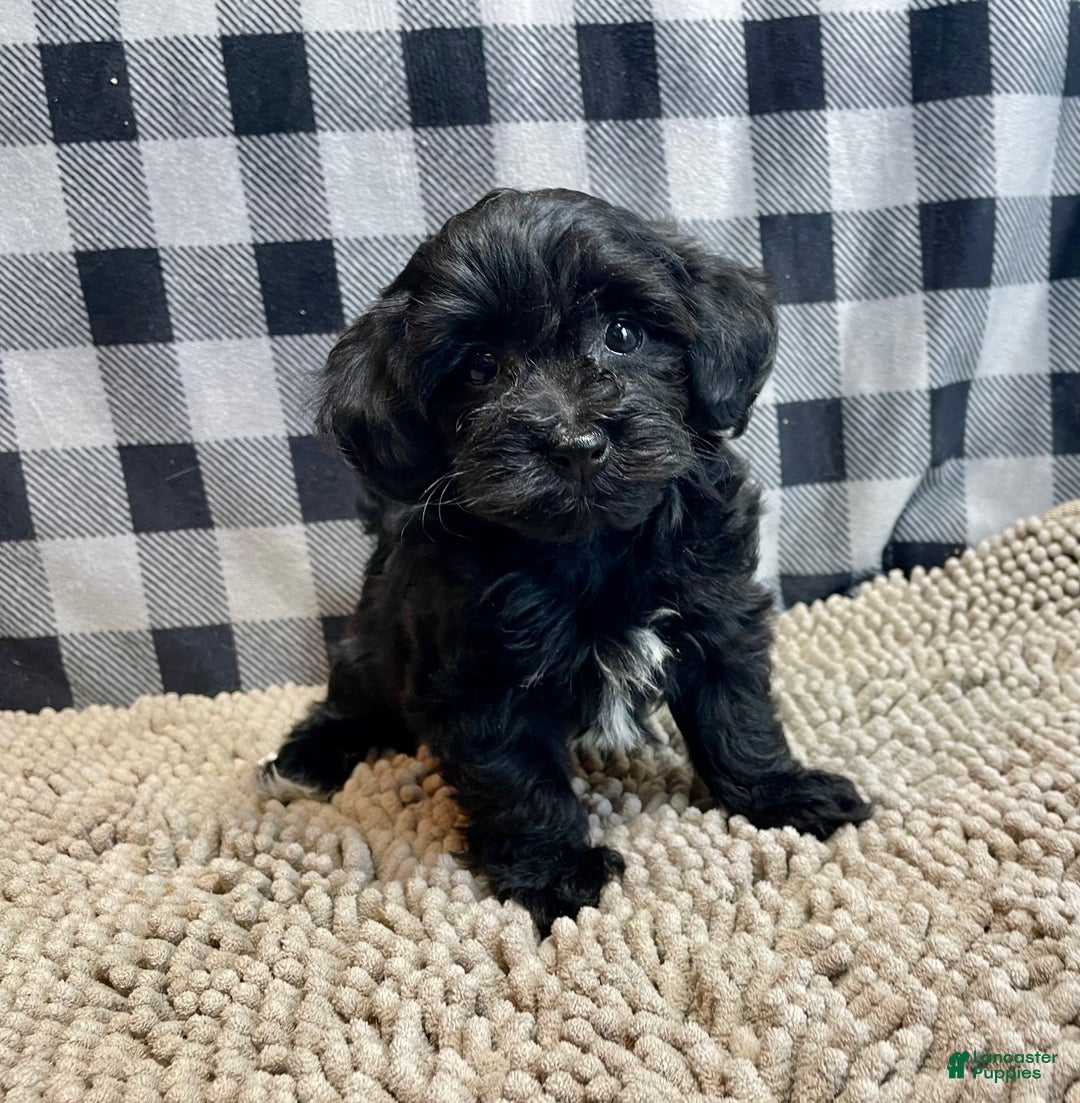 Mixed Breed dogs for sale: Ruby - Ad 2