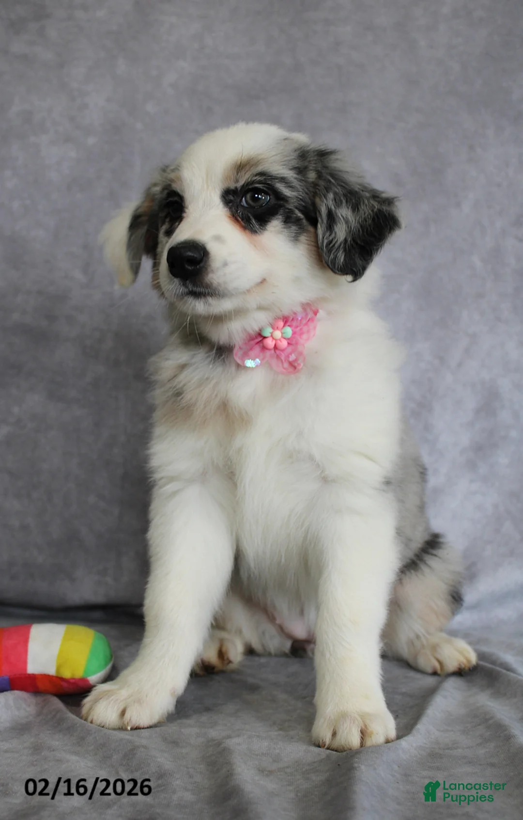 Australian Shepherd dogs for sale: Aster - Ad 5
