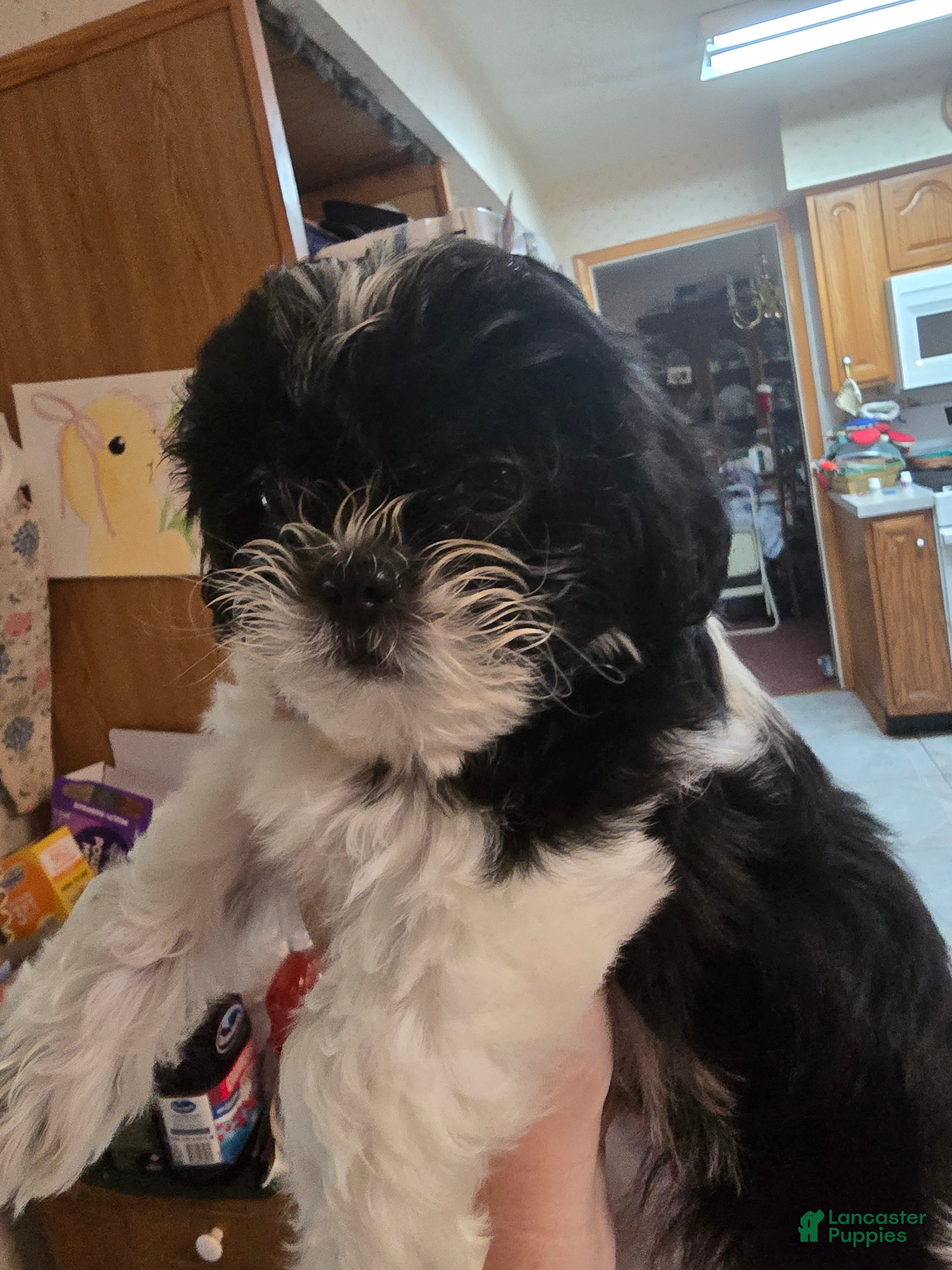 Shorkie dogs Shorkie 2 - Ad 39