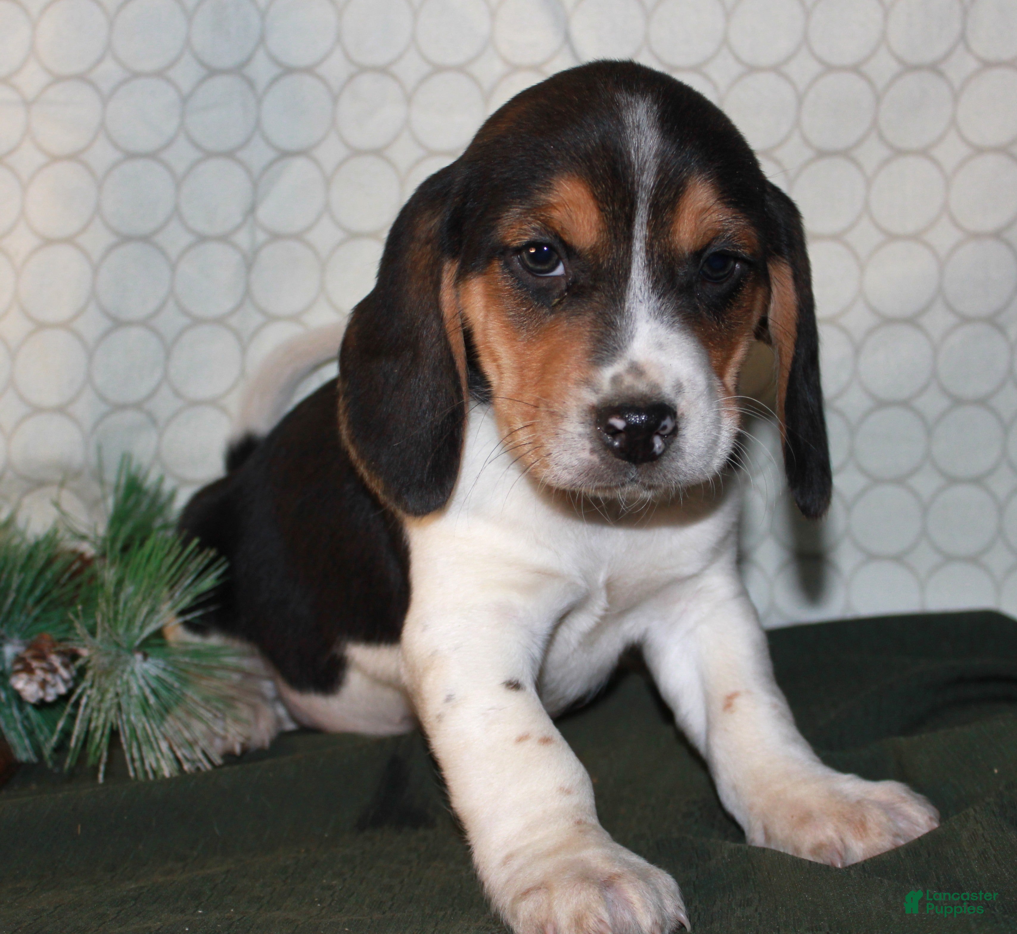 Beagle dogs Miles - Ad 8