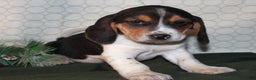 Beagle dogs for sale: Miles - Ad 1