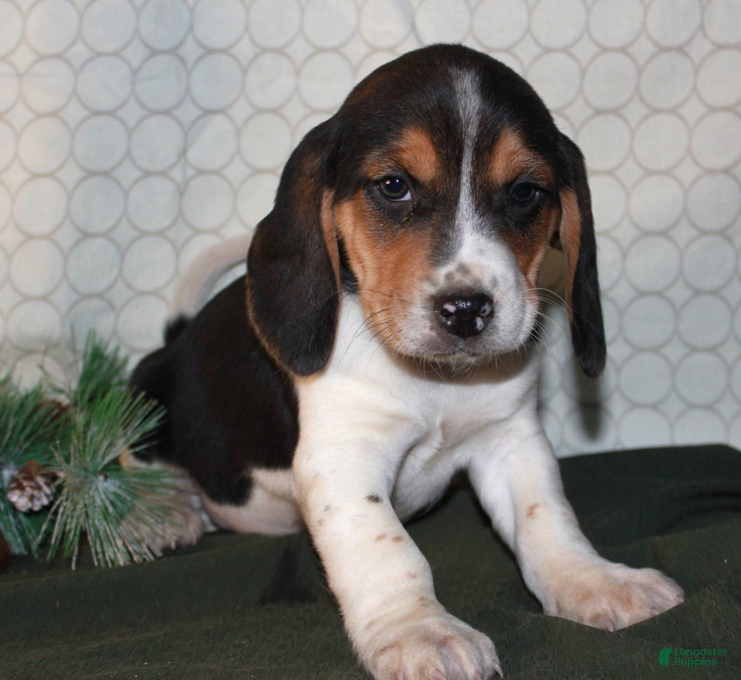 Beagle dogs for sale: Miles - Ad 1