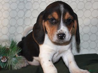Beagle dogs Miles - Ad 8