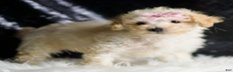 Maltipoo dogs for sale: Spice Cake - Ad 4