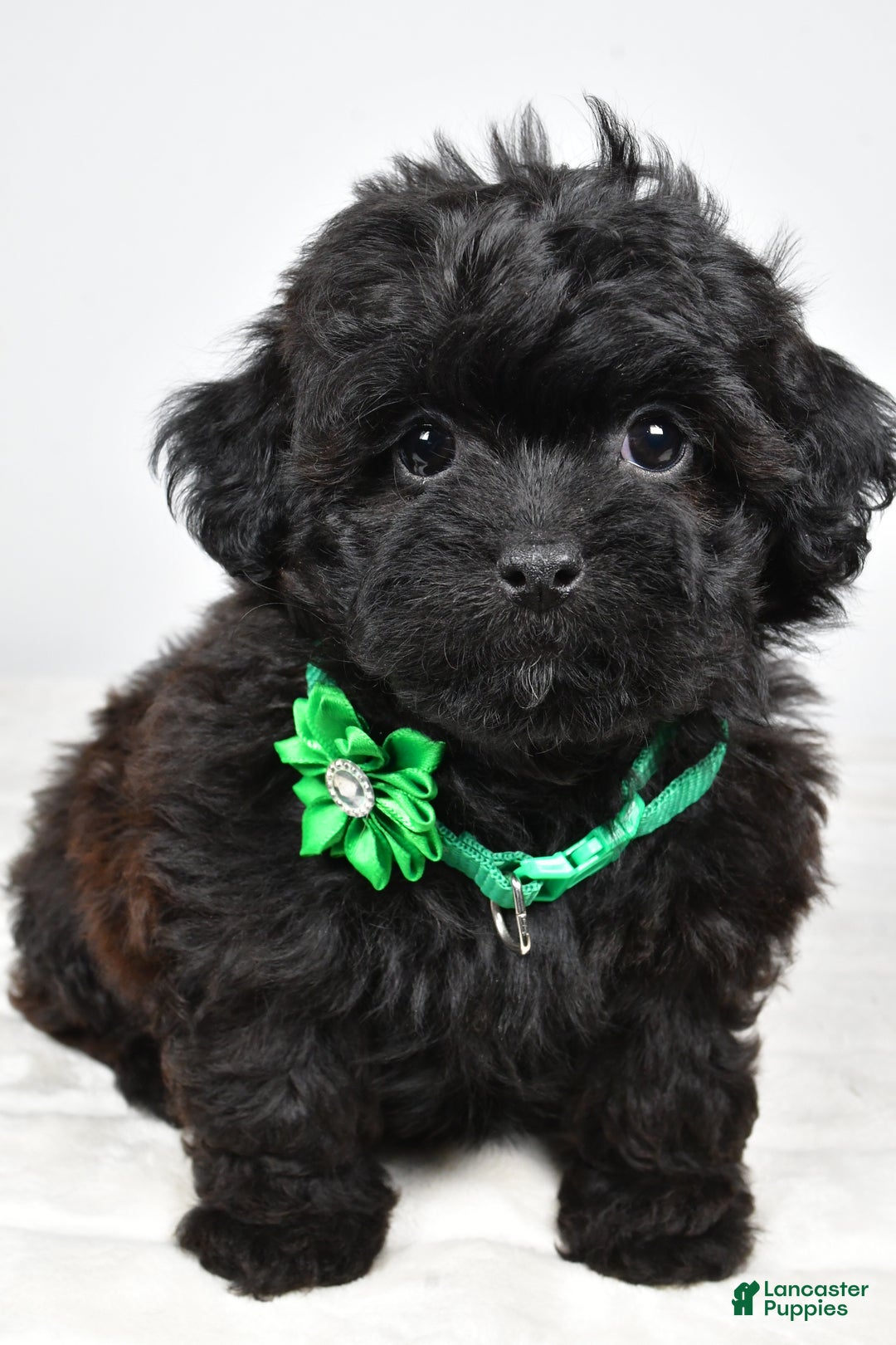 Shihpoo dogs for sale: Ivory - Ad 4