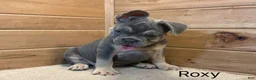 French Bulldog dogs for sale: Roxy - Ad 6