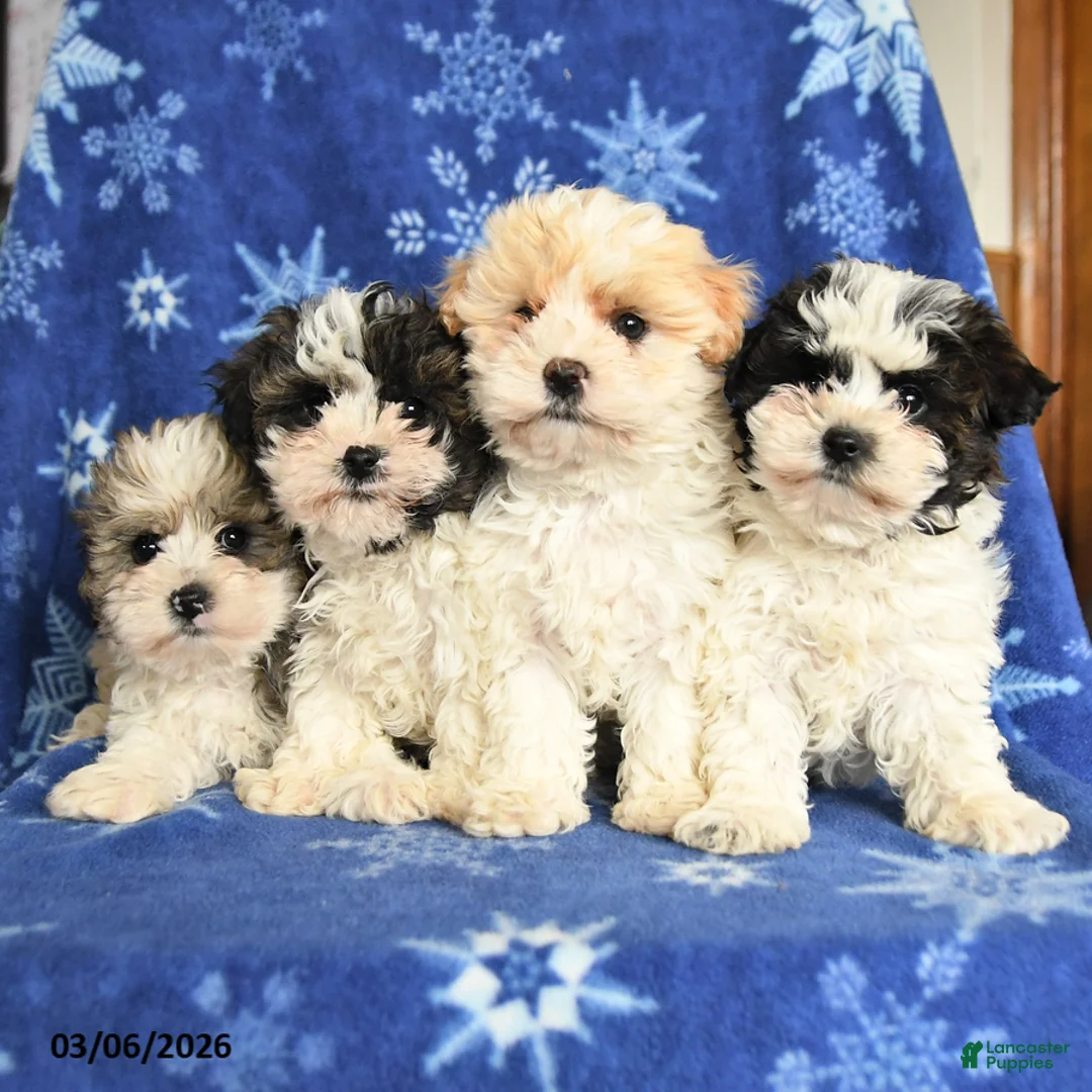 Maltipoo dogs for sale: Max - Ad 5