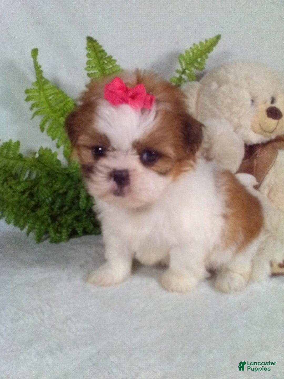 Shih Tzu dogs for sale: Cookie - Ad 3