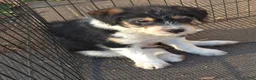 Mini Bernedoodle dogs for sale: Mini Bernedoodle Puppy 1 - Ad 1