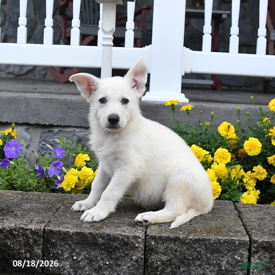 German Shepherd dogs Monty - Ad 2