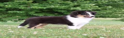 Shetland Sheepdog dogs for sale: Si Si  - Ad 4