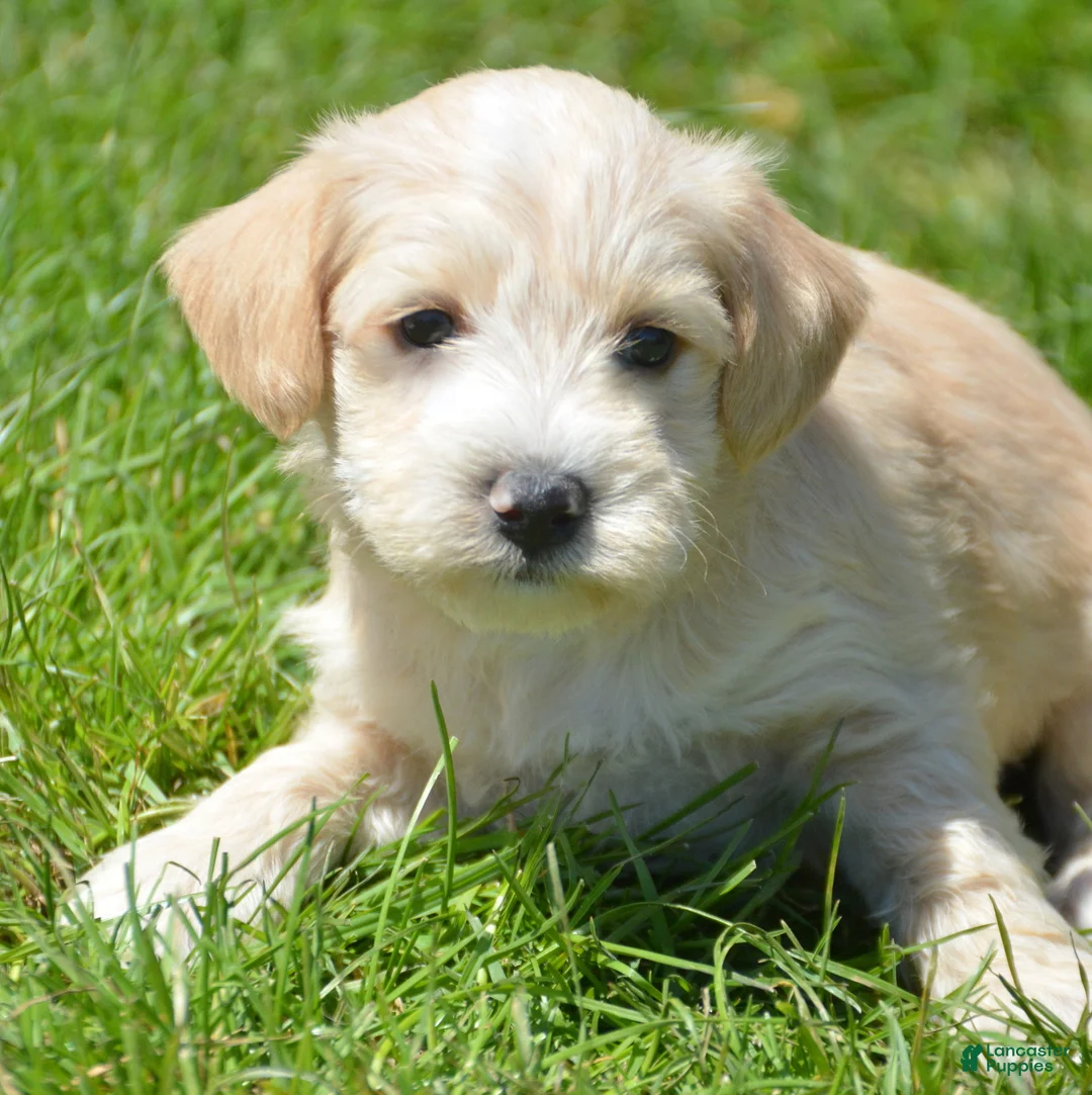 Miniature Schnauzer dogs for sale: Miniature Schnauzer Maverick - Ad 2