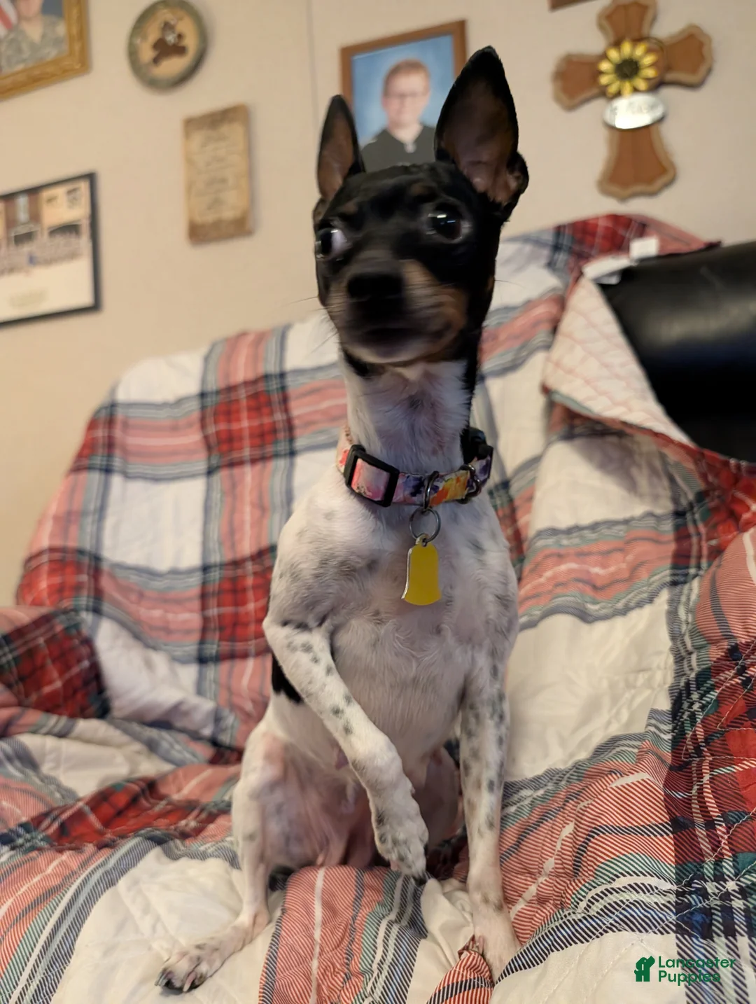 Toy Fox Terrier dogs for sale: Junior - Ad 4
