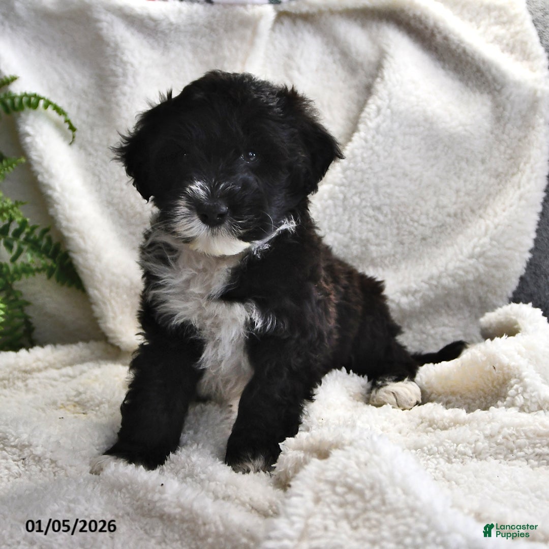 Portuguese Water Dog dogs for sale: Disco - Ad 7