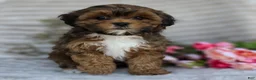 Shihpoo dogs for sale: Cuddles - Ad 19