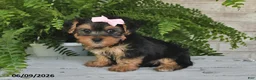 Yorkshire Terrier dogs for sale: Ashley - Ad 4