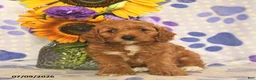 Cockapoo dogs for sale: Ashley  - Ad 3