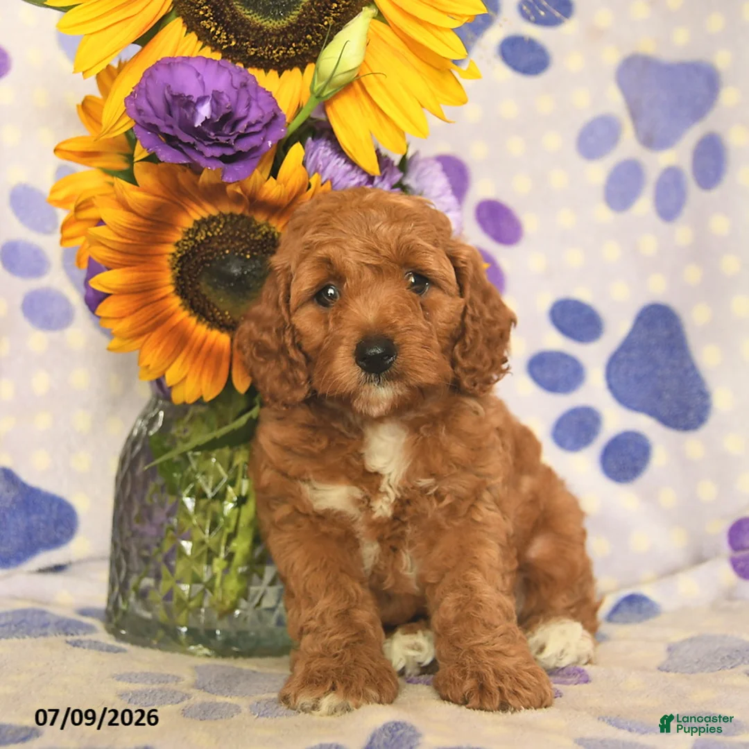 Cockapoo dogs for sale: Ashley  - Ad 3