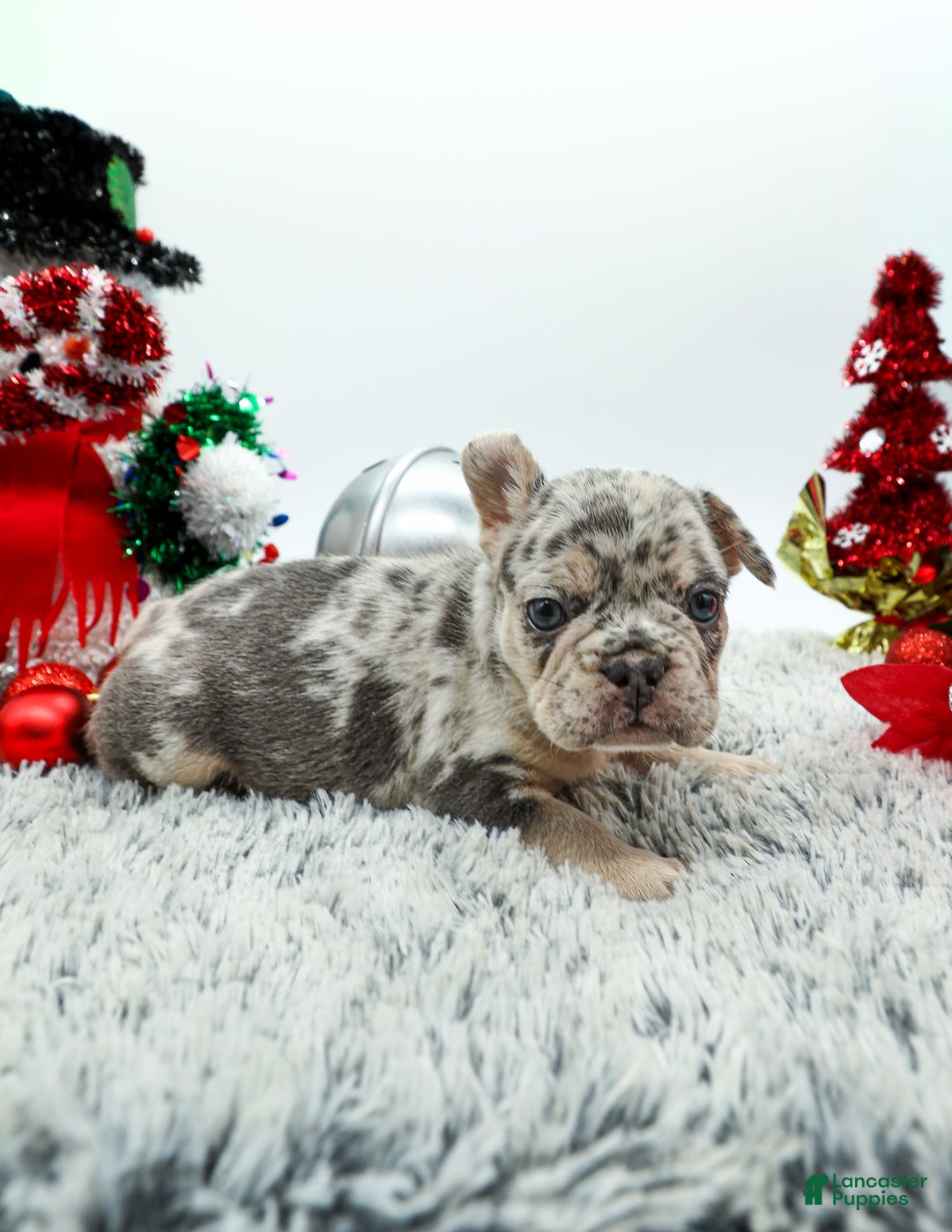 French Bulldog dogs for sale: Draco - Ad 3