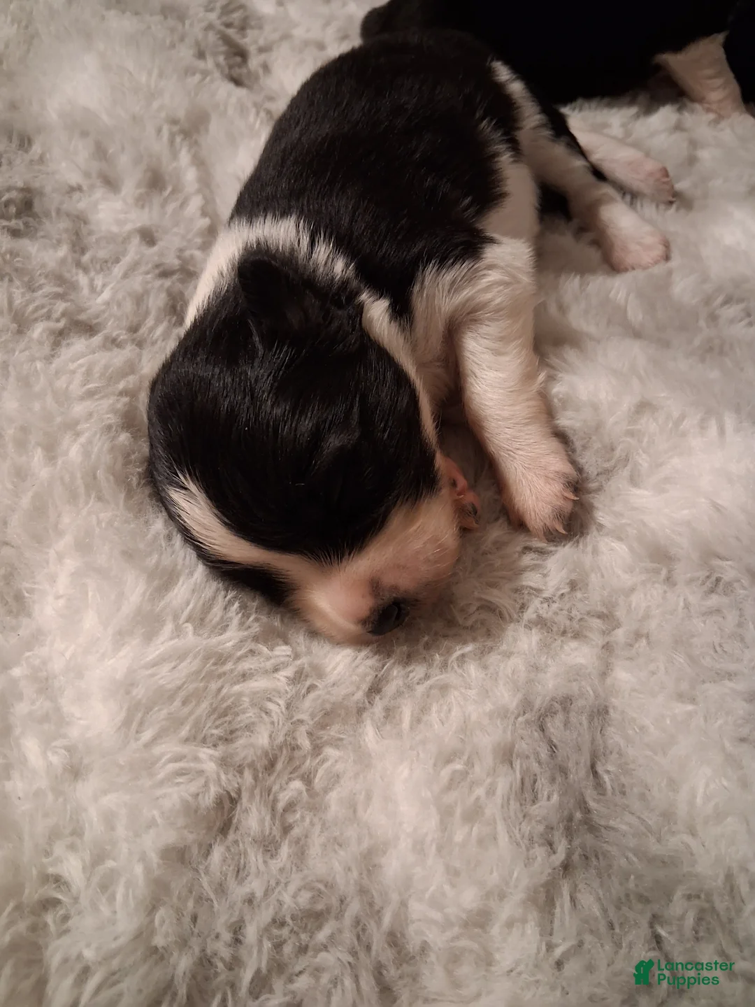 Mixed Breed dogs for sale: Mixed Breed Puppy 1 - Ad 10