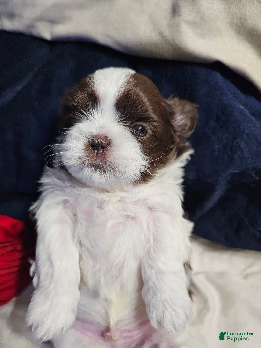 Shih Tzu dogs for sale: Bizkit - Ad 2