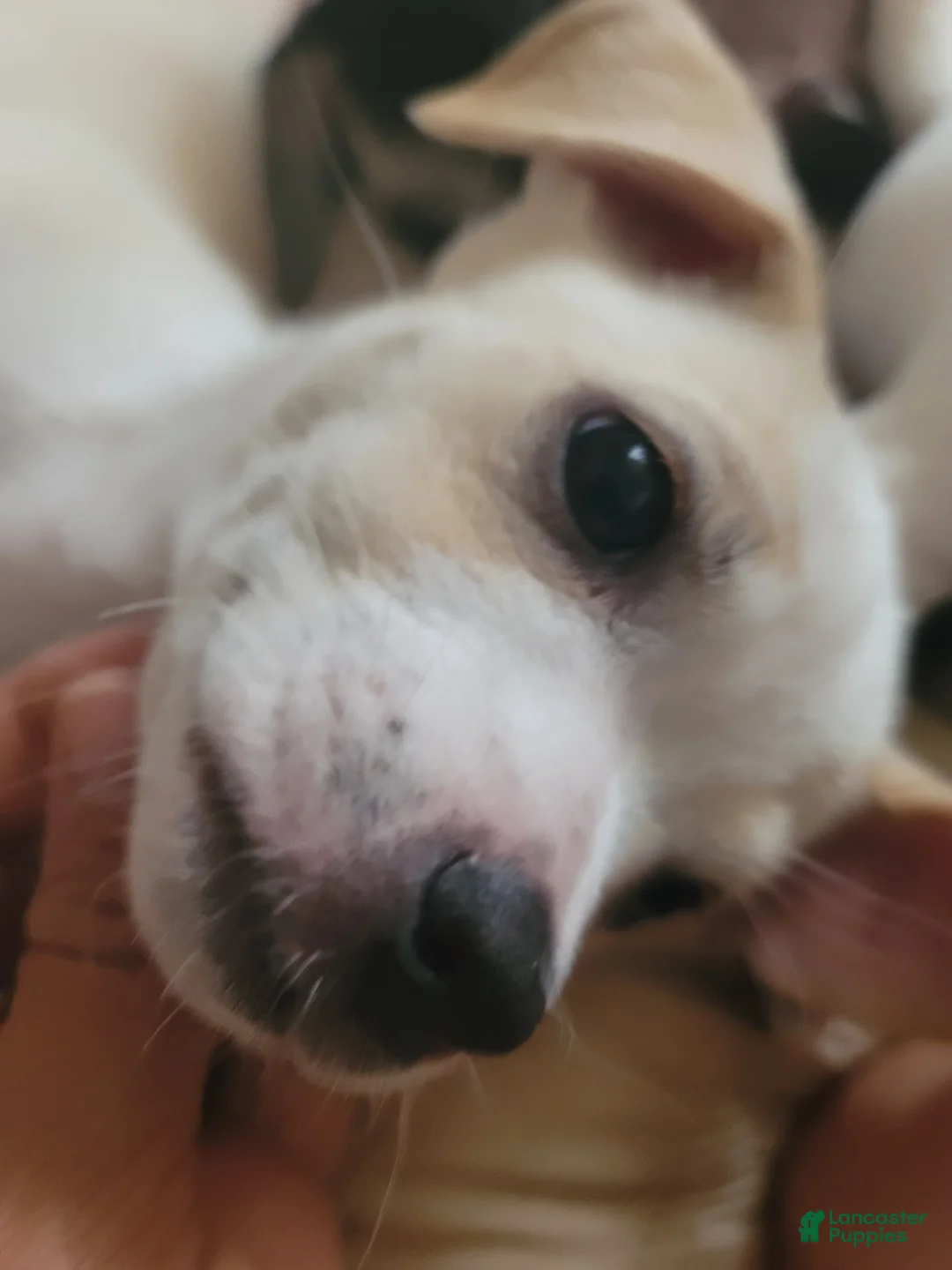 Mixed Breed dogs for sale: Titus - Ad 1