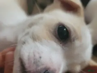 Mixed Breed dogs Titus - Ad 1