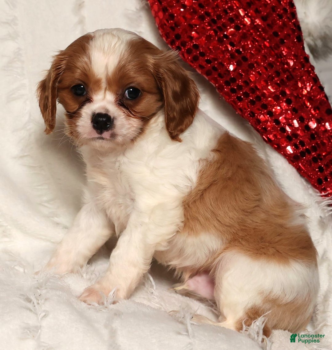 Cavapoo dogs for sale: George - Ad 7
