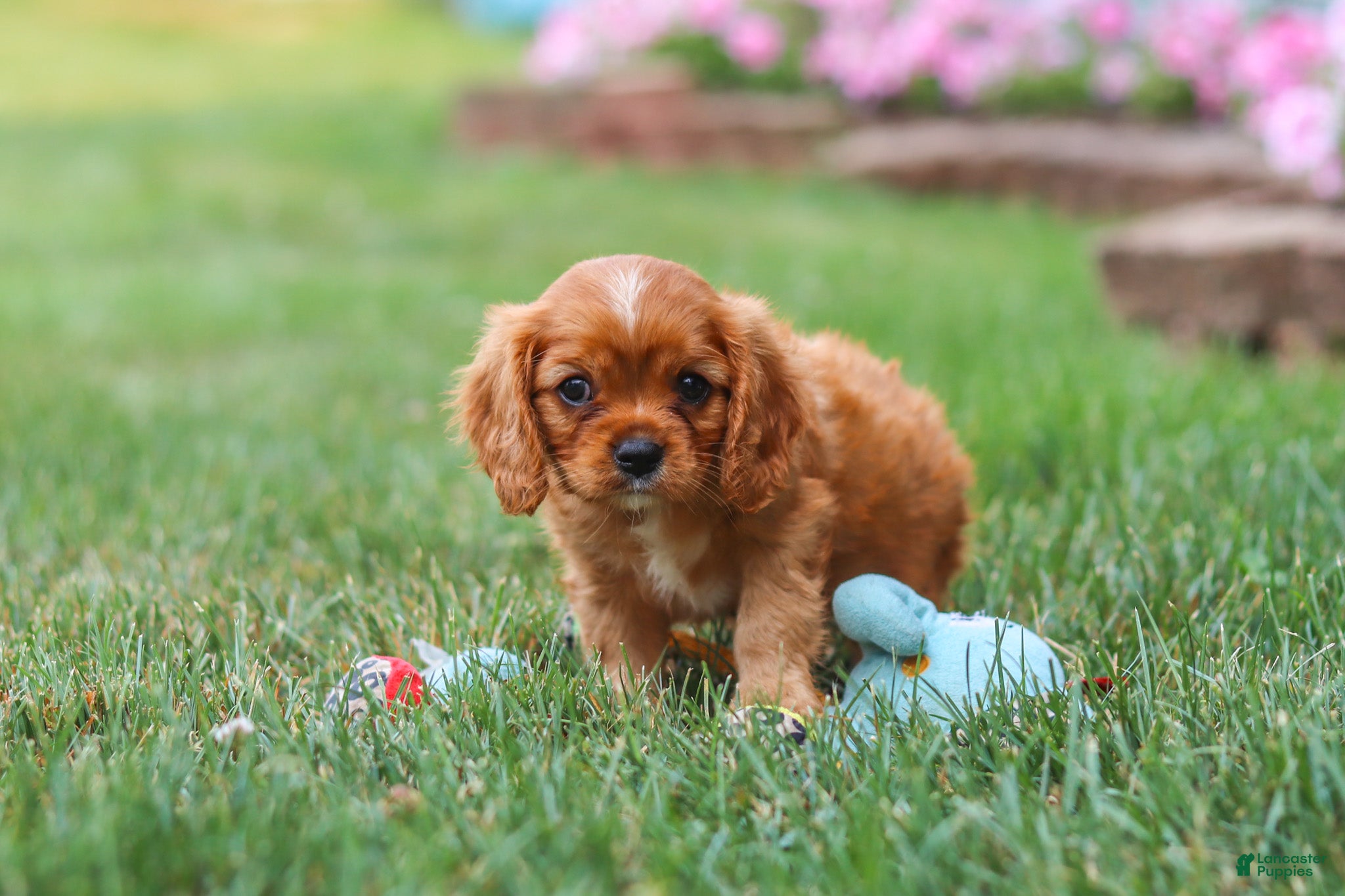 Cavalier King Charles Spaniel dogs Mason - Ad 2