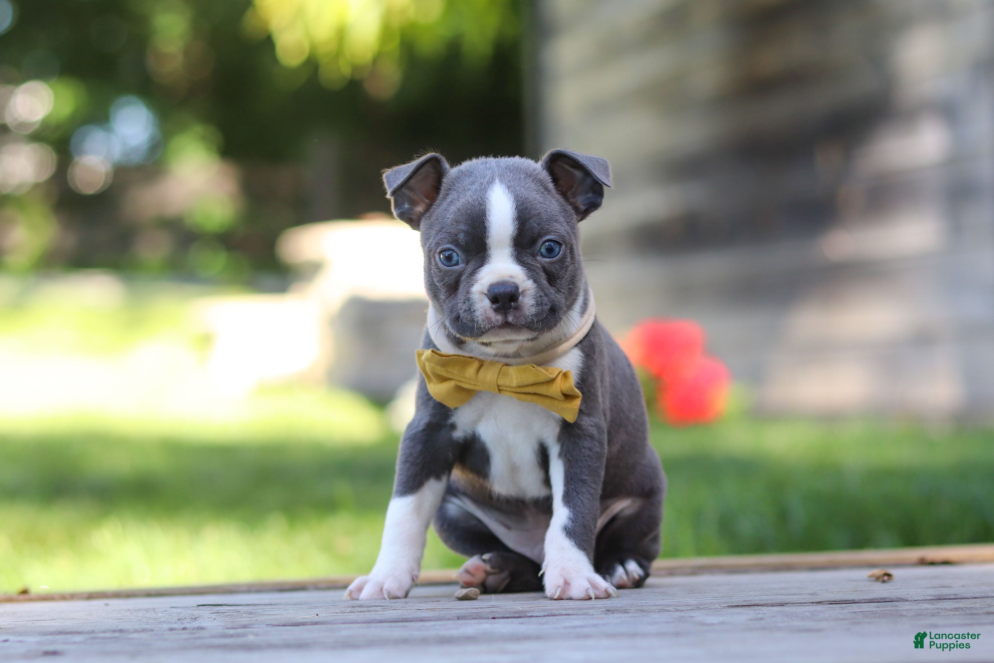 Boston Terrier dogs Russell - Ad 1