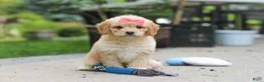 Dolly