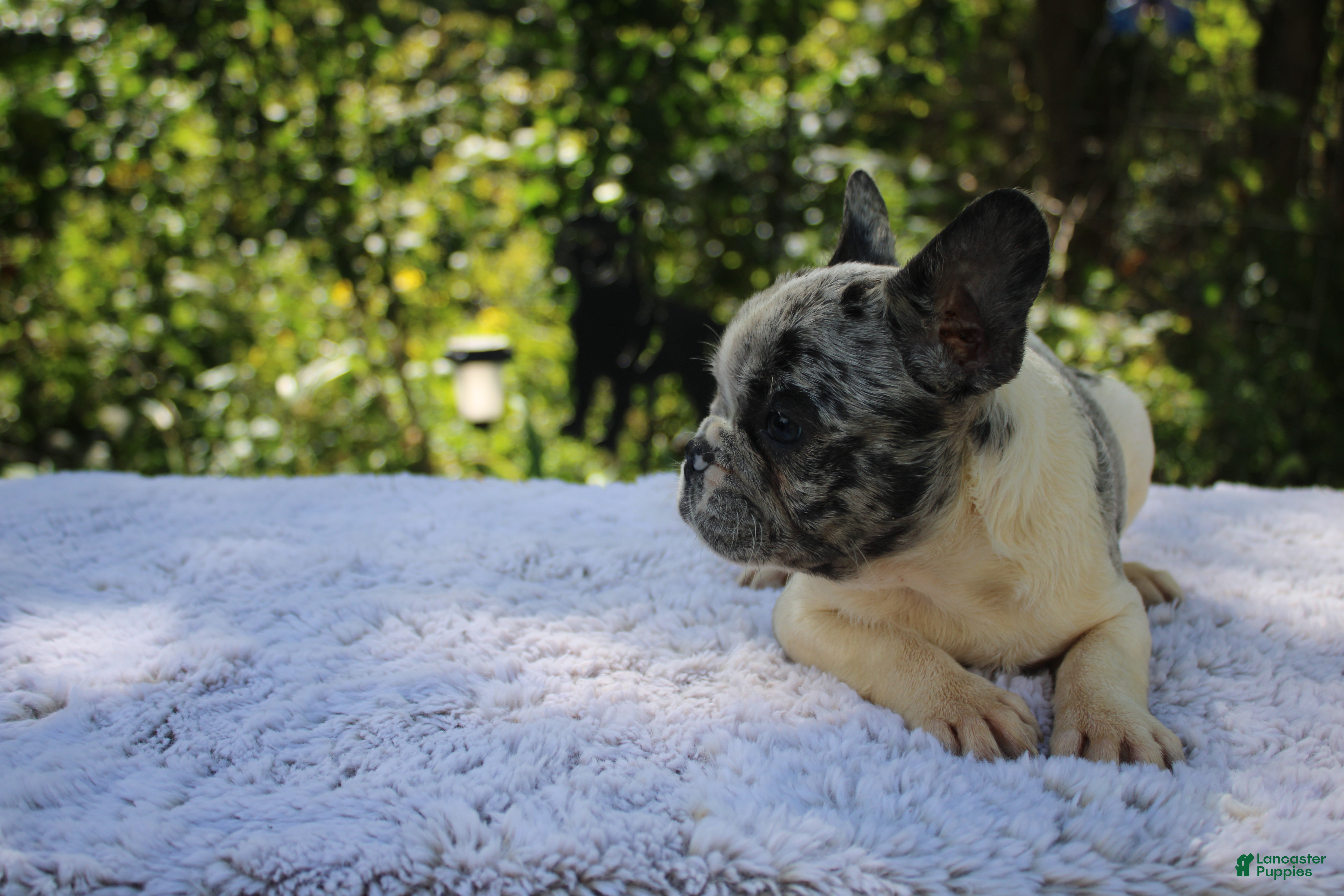 French Bulldog dogs GONZO -FLUFFY CARRIER (bottle baby) - Ad 1