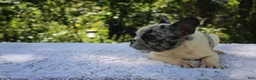 French Bulldog dogs for sale: GONZO -FLUFFY CARRIER (bottle baby) - Ad 1