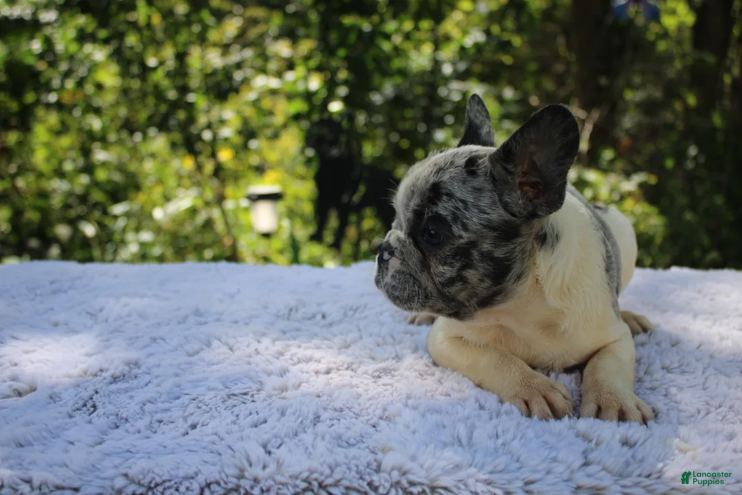 French Bulldog dogs for sale: GONZO -FLUFFY CARRIER (bottle baby) - Ad 1
