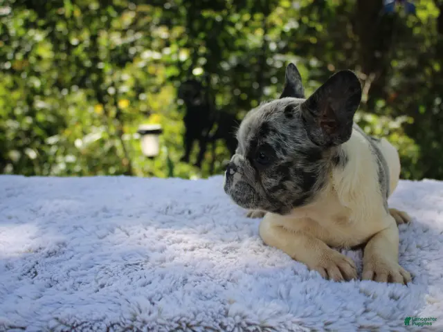 French Bulldog dogs for sale: GONZO -FLUFFY CARRIER (bottle baby) - Ad 1