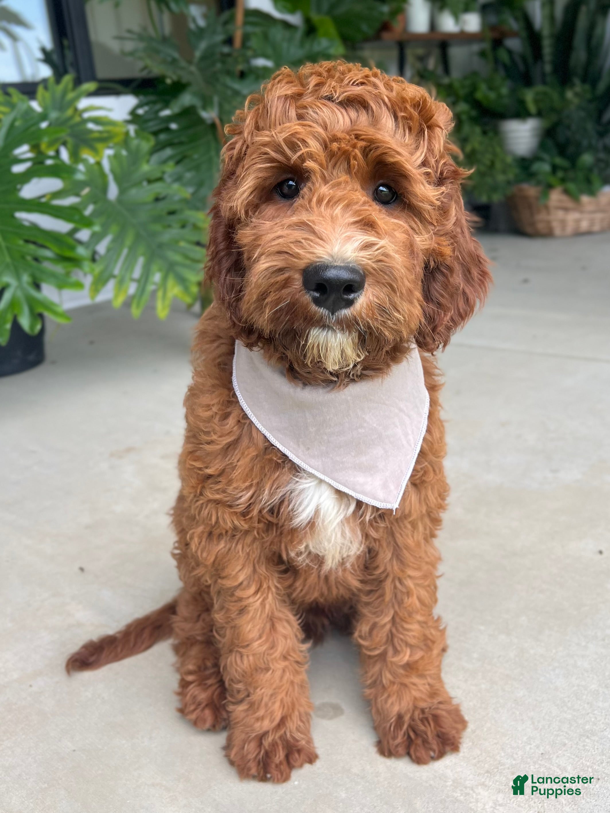 Irish Doodle dogs Harrison - Ad 1