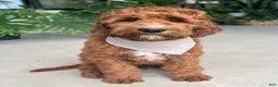 Irish Doodle dogs for sale: Harrison - Ad 1