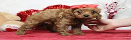 Cavapoo dogs for sale: Cherry - Ad 2