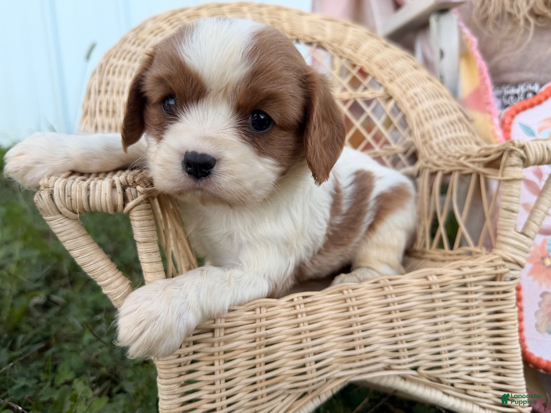 Cavalier King Charles Spaniel dogs Pickles - Ad 2