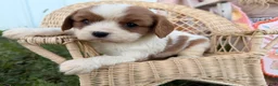 Cavalier King Charles Spaniel dogs for sale: Pickles - Ad 2