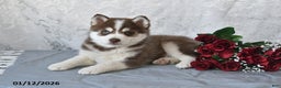 Pomsky dogs for sale: Alex - Ad 4