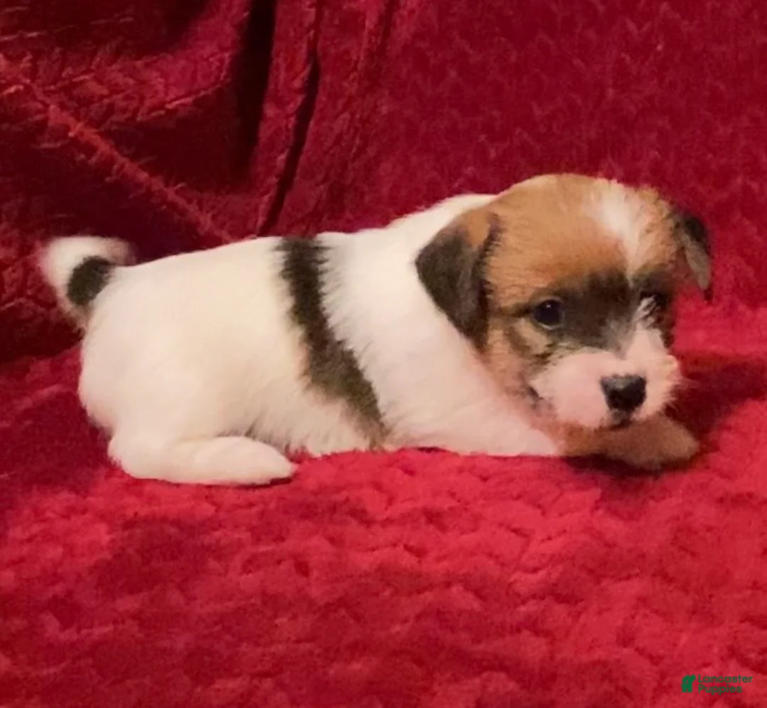 Jack Russell Terrier dogs for sale: Jack Russell Terrier Puppy 3 - Ad 9