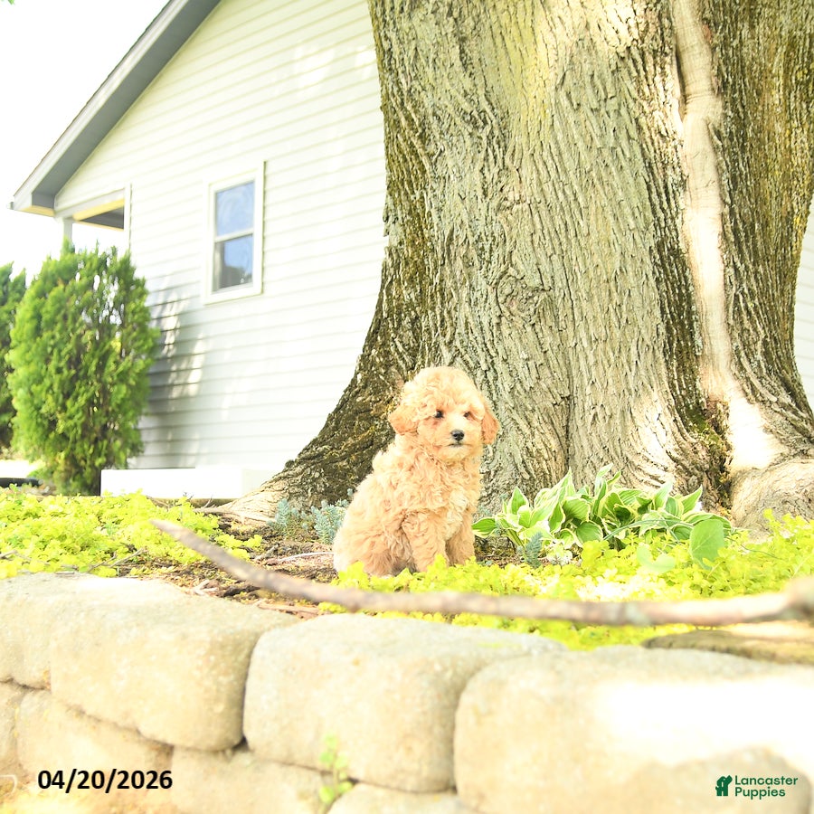 Goldendoodle dogs Juliet - Ad 2