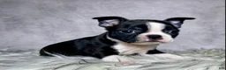 Boston Terrier dogs for sale: Miss Macy - Ad 7