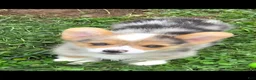 Welsh Corgi Pembroke dogs for sale: Gorgeous George  - Ad 4