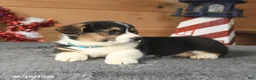 Welsh Corgi Pembroke dogs for sale: George Washington - Ad 3