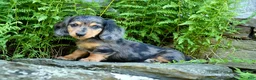 Miniature Dachshund dogs for sale: Jasper - Ad 4