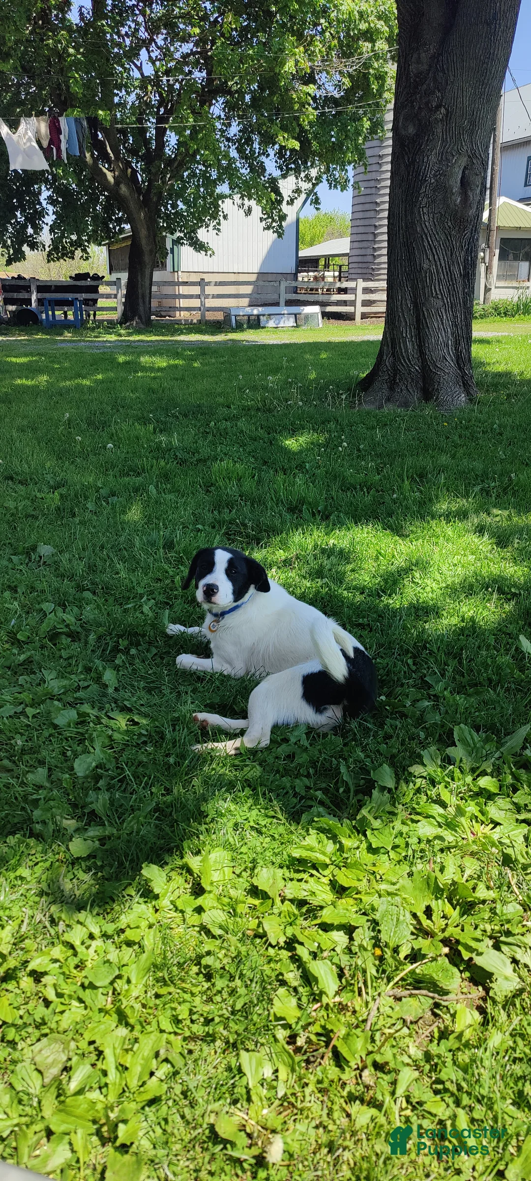 Mixed Breed dogs for sale: Puppy 2 - Ad 3