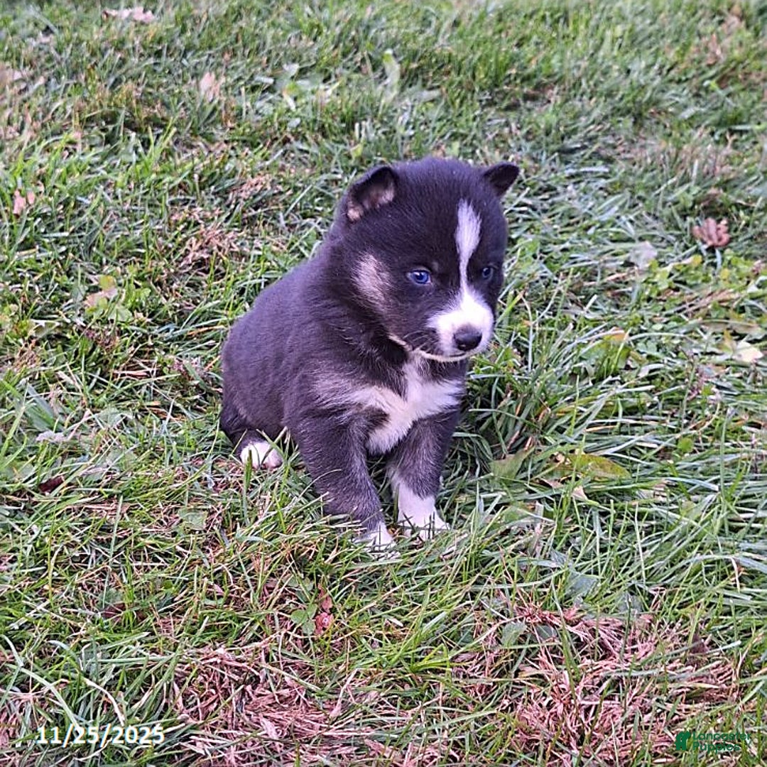 Gerberian Shepsky dogs for sale: Penny - Ad 2